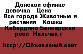 Донской сфинкс девочка › Цена ­ 15 000 - Все города Животные и растения » Кошки   . Кабардино-Балкарская респ.,Нальчик г.